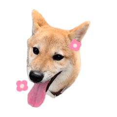 Lulu__shiba