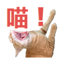 我是媽媽的貓