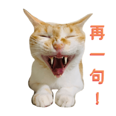 許家貓貓
