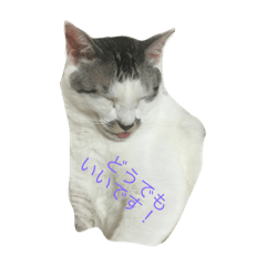 猫的日常生活