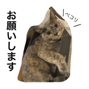 cat nichijou