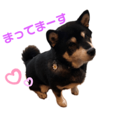 Shiba Inu Sora Mame