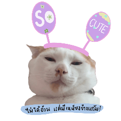 T-Rex is cat