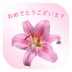 ユリの花の写真の切り抜き 敬語と丁寧語 Lineクリエイターズスタンプ Stamplist ユリの花の写真の切り抜き 敬語と丁寧語 Lineクリエイターズスタンプ Stamplist