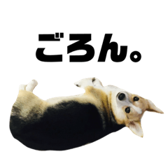 コーギー犬アナちゃん(生後〜2歳ver)