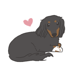 The Cute Dachshund Momo
