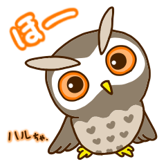 Owl "Haru-chan"