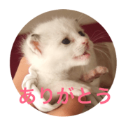 Neko no Cocoa