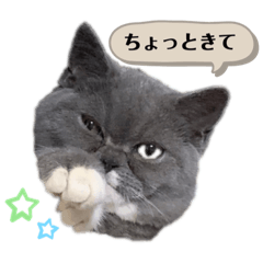 猫のゆうこちゃん