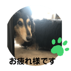 dog dog_20220508131603