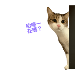 Neko日常