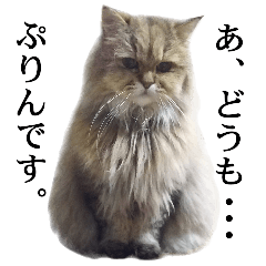 猫写真【チンチラ猫のぷりんさん】part2
