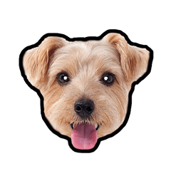 Norfolk Terrier Dog "Biscuit" #02
