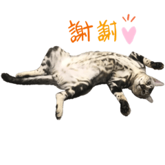 調皮蛋鍋貼