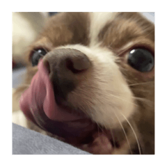 啊嬛表情包