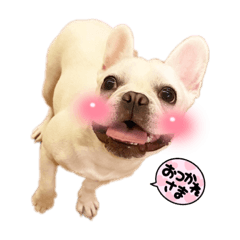 french bulldog pp