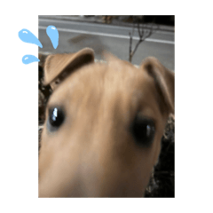 大家好我是阿寶2