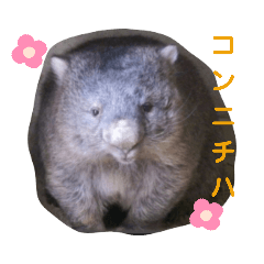 のんびりウォンバットvol.5