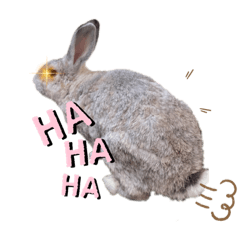 Rabbit_20220509021546