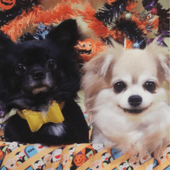 Our Family chiwawa