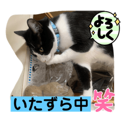 sayuri_20220509123623