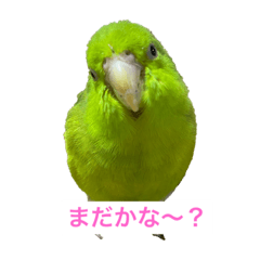 Sayuri_20220509131319