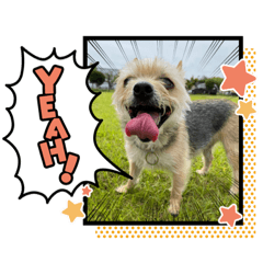 saga.dog