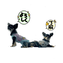 sakuandkota