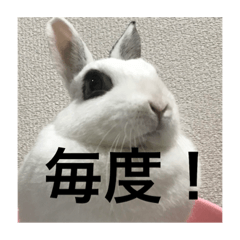 usagi stamp moko
