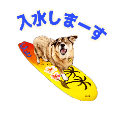 Nonki's surfing Wave information