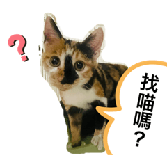 貓咪：咪咪表情包