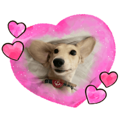奶油臘腸就是可愛❣️