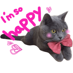British short hair gray cat MISAO 5