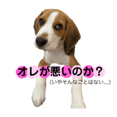Beagle puppy SPICE