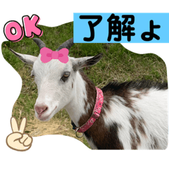 sayuri_20220509172933