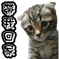 Diary of cutest cats - a niou