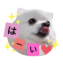 spica stamp_20220509214152 – LINE stickers | LINE STORE