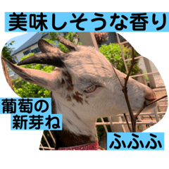 sayuri_20220509203405