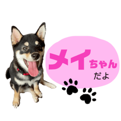 Shiba Inu Mei-chan