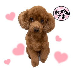 Poodle20190117