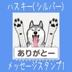 Siberian Husky(Silver) - msg(jp)1