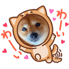 可爱的狗♡