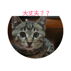 mofu neko lovers