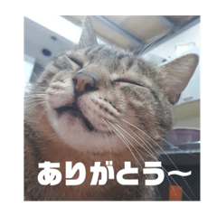 雫の猫