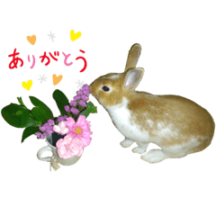 ringo aosakuhin