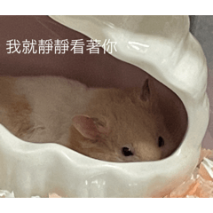 李耗子的日常