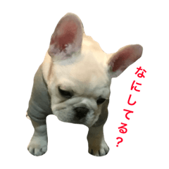 Muchi is Frenchbulldog