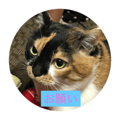free pretty cat