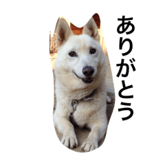DonkeySakamoto