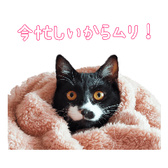 Alice*_20220510222912